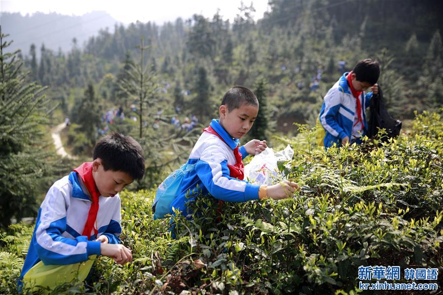 #（教育）（5）采春茶 学农事