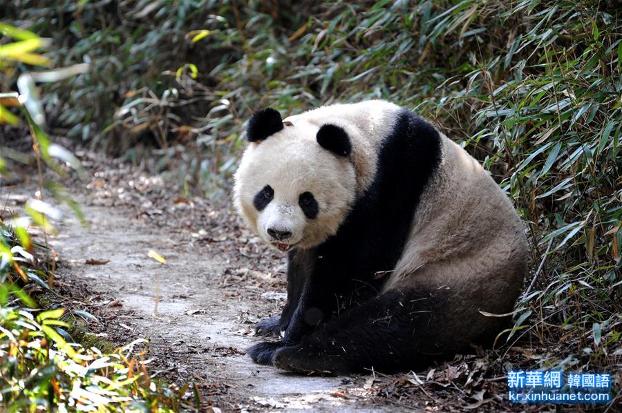 （生态）（1）陕西佛坪：偶遇野生大熊猫