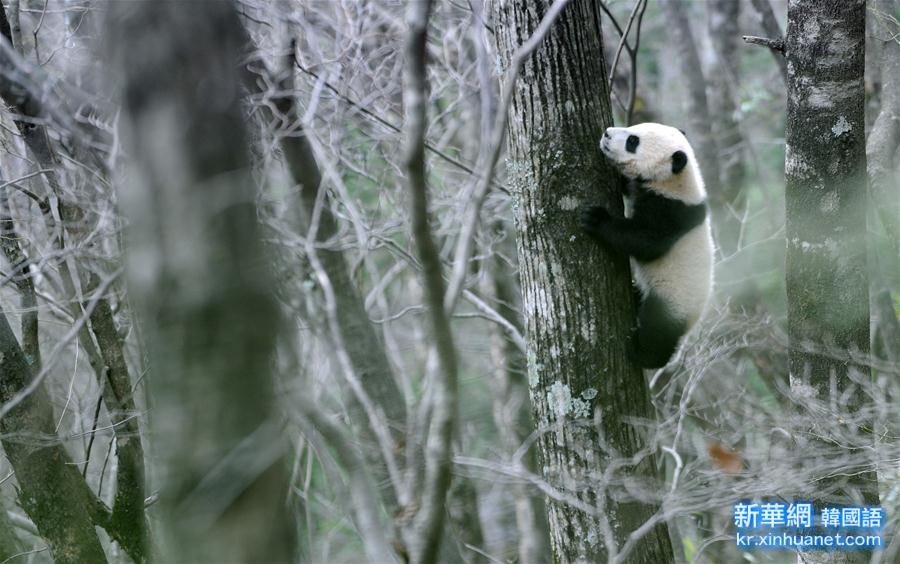 （生態）（2）陜西佛坪：偶遇野生大熊貓
