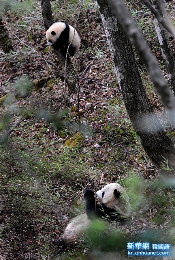 （生態）（3）陜西佛坪：偶遇野生大熊貓