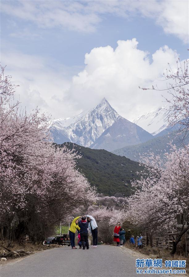 （春季美丽生态）（4）青藏高原上的“世外桃源”