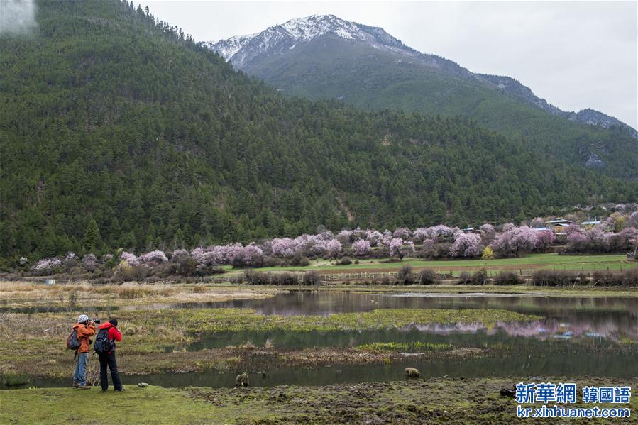 （春季美丽生态）（5）青藏高原上的“世外桃源”