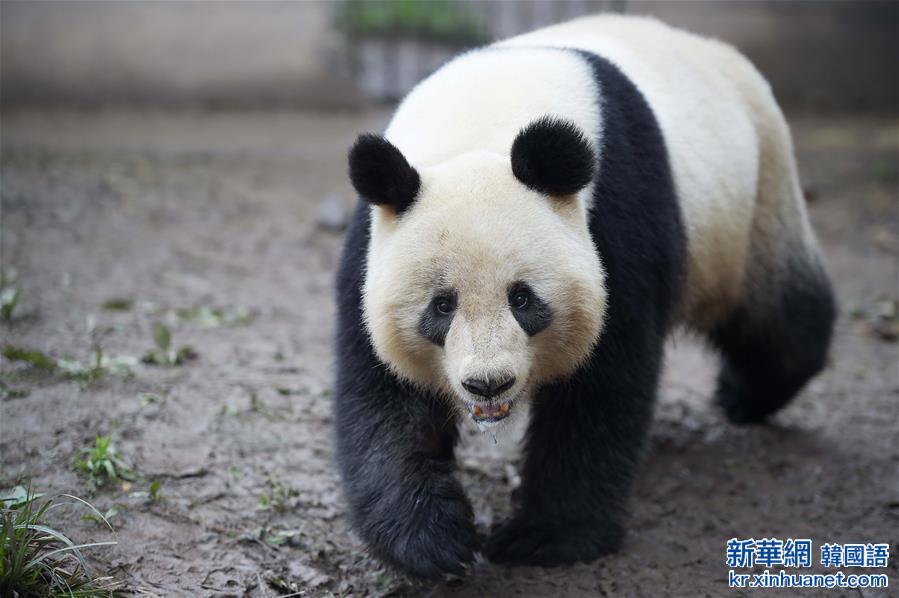 （社会）（1）中国大熊猫保护研究中心今年计划为26只雌性大熊猫配种