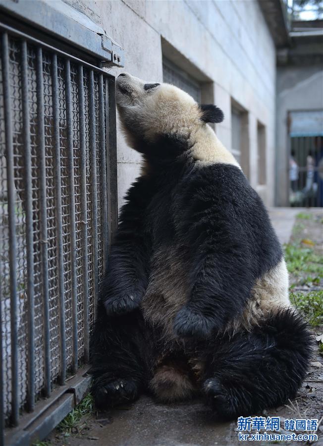 （社会）（2）中国大熊猫保护研究中心今年计划为26只雌性大熊猫配种