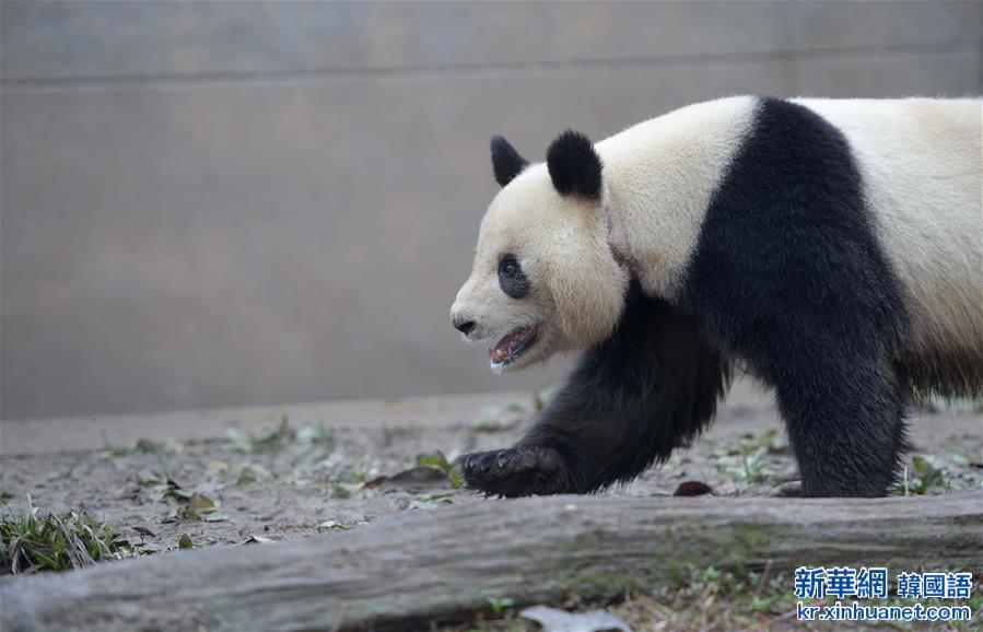 （社会）（3）中国大熊猫保护研究中心今年计划为26只雌性大熊猫配种
