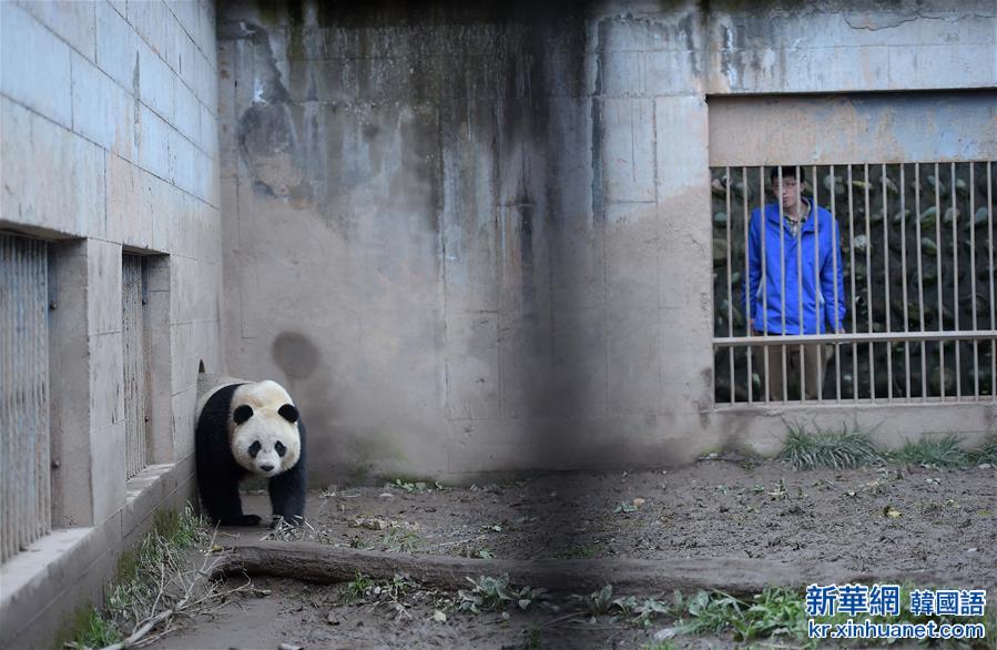 （社会）（4）中国大熊猫保护研究中心今年计划为26只雌性大熊猫配种
