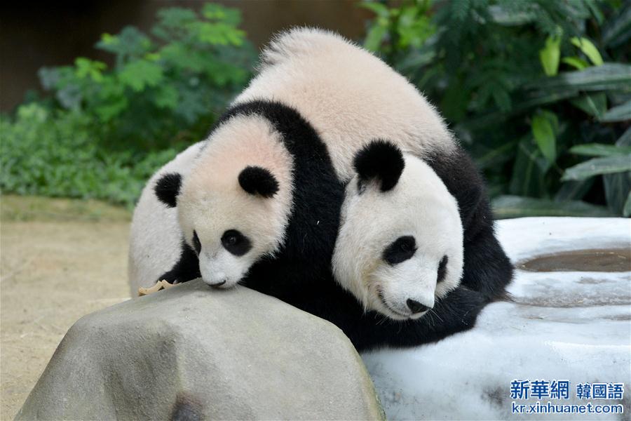 （国际）（2）马来西亚为大熊猫宝宝取名为“暖暖”