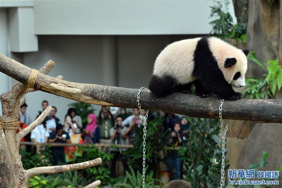（国际）（3）马来西亚为大熊猫宝宝取名为“暖暖”