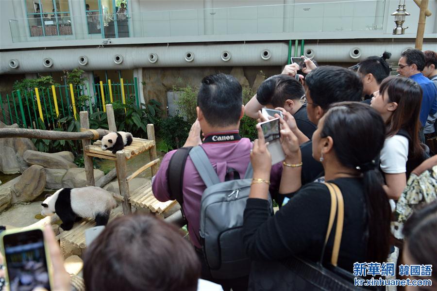 （国际）（5）马来西亚为大熊猫宝宝取名为“暖暖”