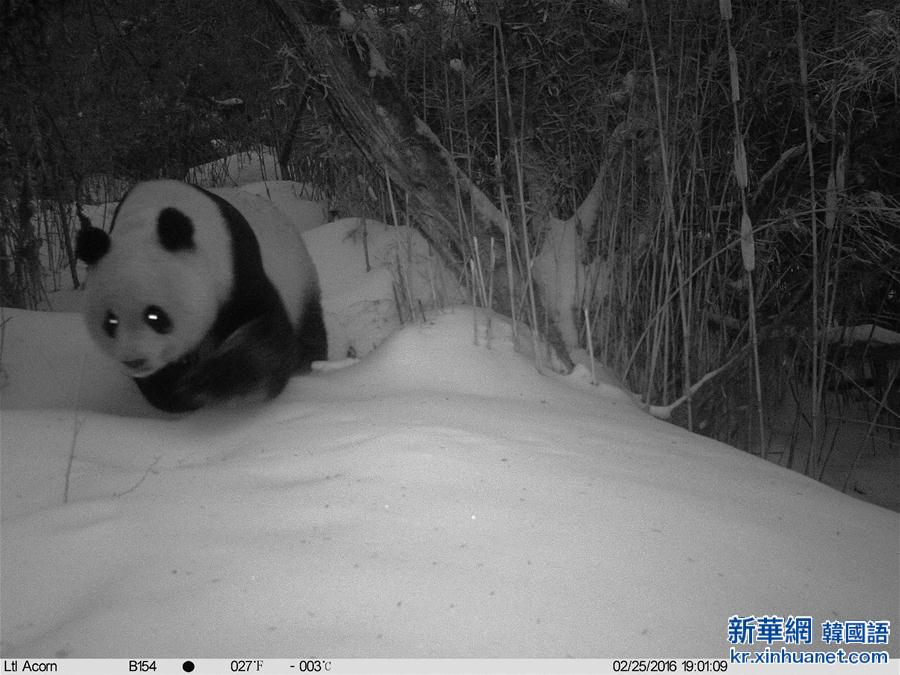 （生态）（2）红外相机记录到野生大熊猫罕见雪景照