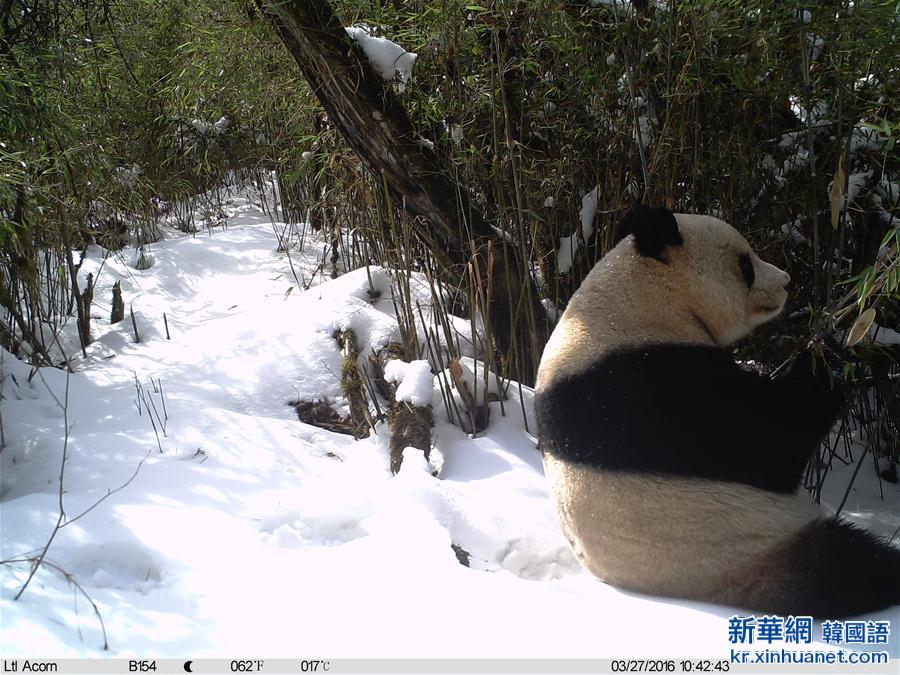 （生态）（3）红外相机记录到野生大熊猫罕见雪景照