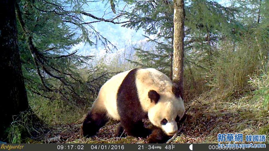 （生态）（4）红外相机记录到野生大熊猫罕见雪景照