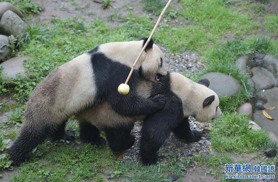 （社会）（1）我国圈养大熊猫繁殖进入今年高峰期