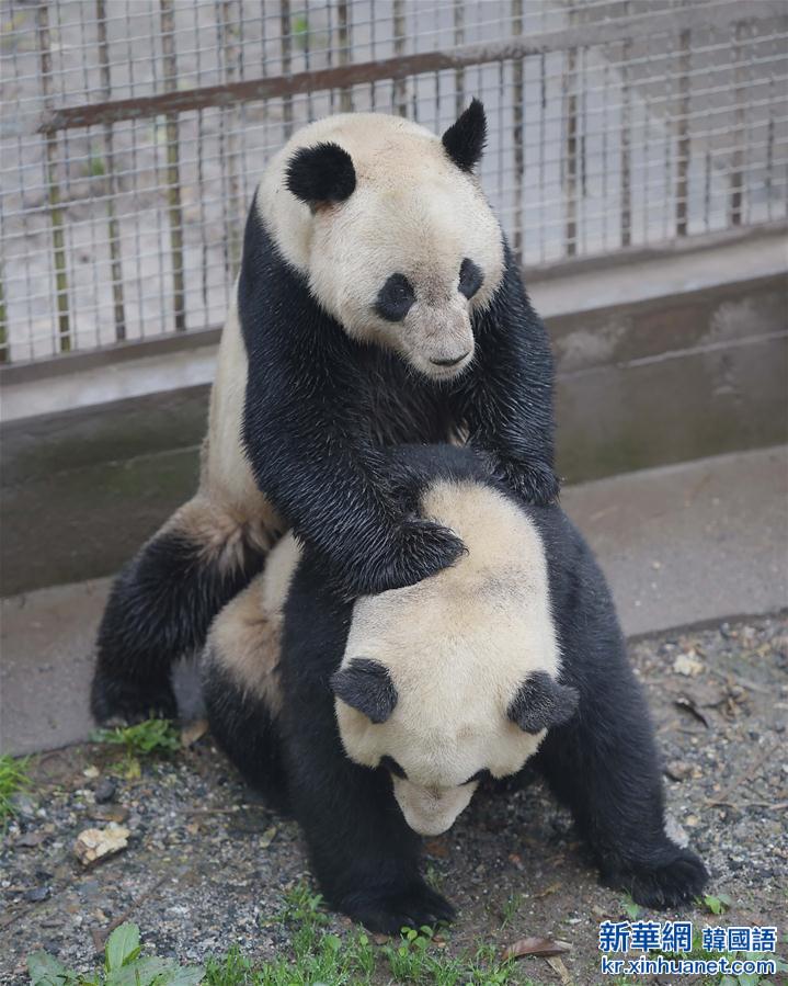 （社会）（2）我国圈养大熊猫繁殖进入今年高峰期