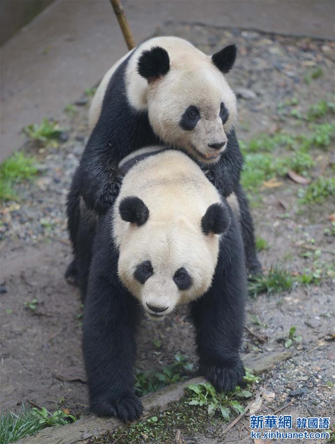 （社会）（3）我国圈养大熊猫繁殖进入今年高峰期