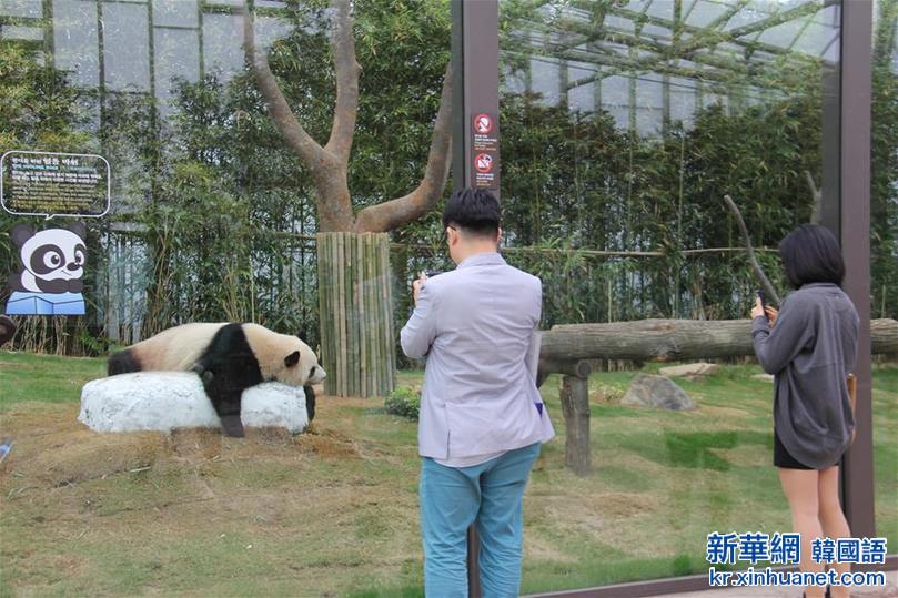 （国际）（3）探访“熊猫夫妇”在韩国的高科技新家 