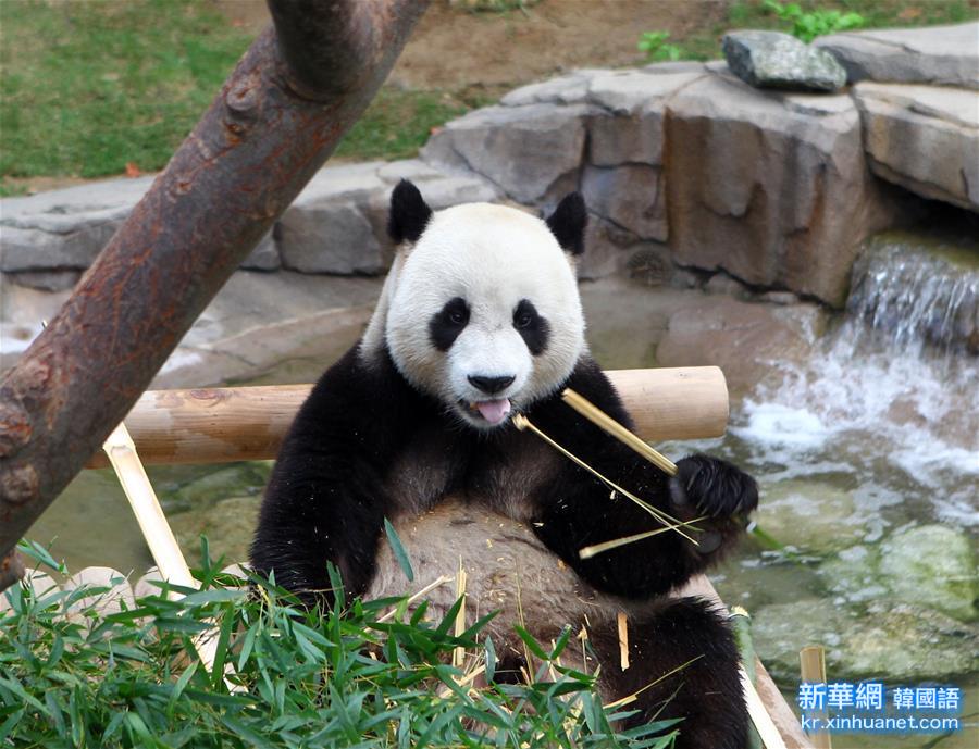 （晚报）（1）旅韩“大熊猫夫妇”正式与韩国公众见面