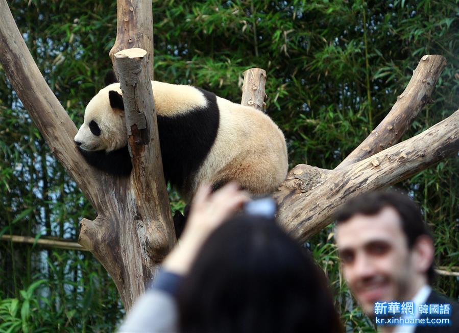 （晚报）（2）旅韩“大熊猫夫妇”正式与韩国公众见面