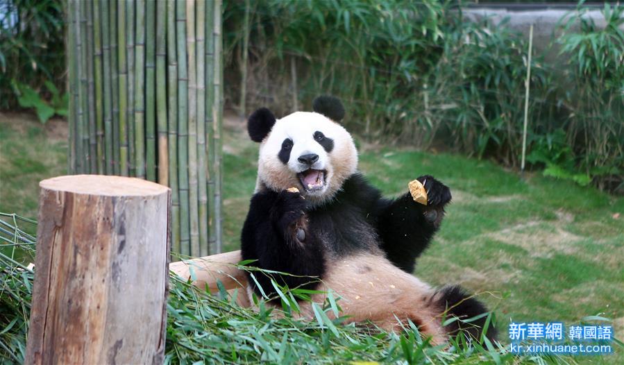 （国际）（4）旅韩“大熊猫夫妇”正式与韩国公众见面