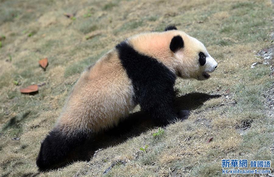 （社会）（1）中华大熊猫苑正式开园