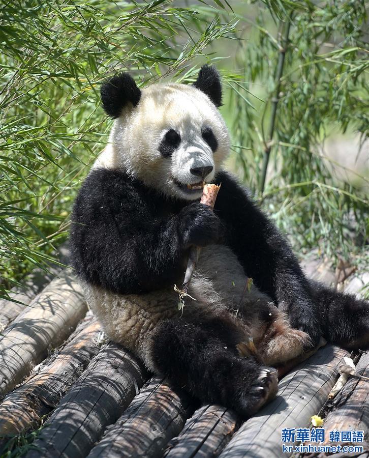 （社会）（3）中华大熊猫苑正式开园