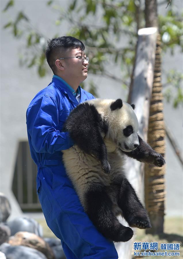 （社会）（4）中华大熊猫苑正式开园