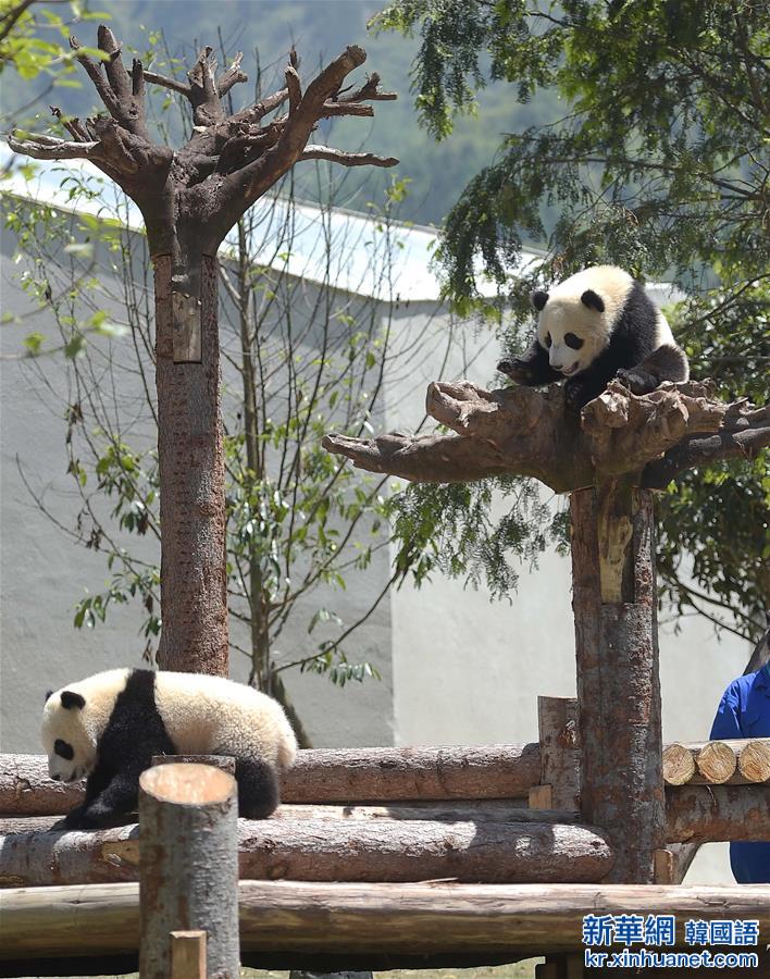 （城乡热点）（1）中华大熊猫苑正式开园