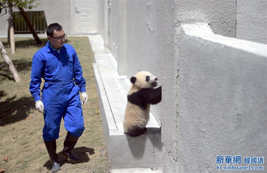 （城乡热点）（2）中华大熊猫苑正式开园