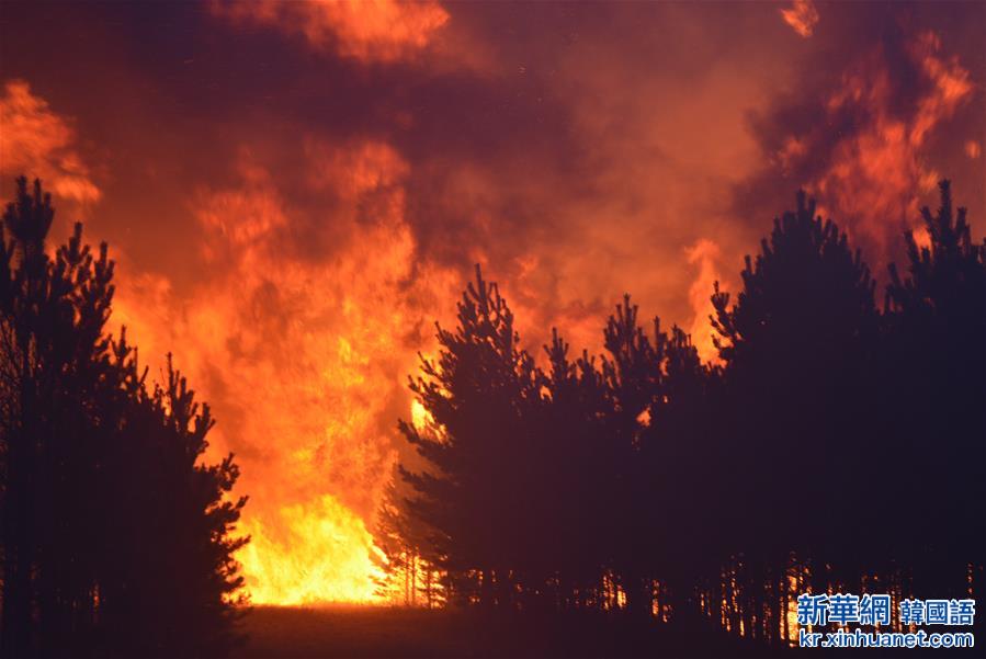 #（突发事件）（1）内蒙古红花尔基樟子松母树林区发生森林火灾