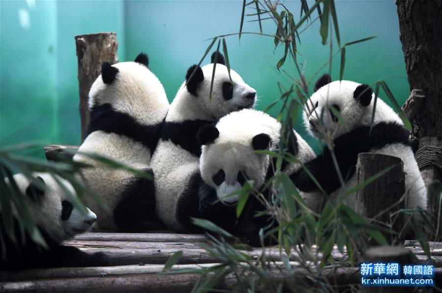 （生态）（1）四川人工圈养大熊猫总数已上升至364只