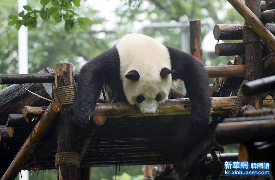 （生态）（2）四川人工圈养大熊猫总数已上升至364只