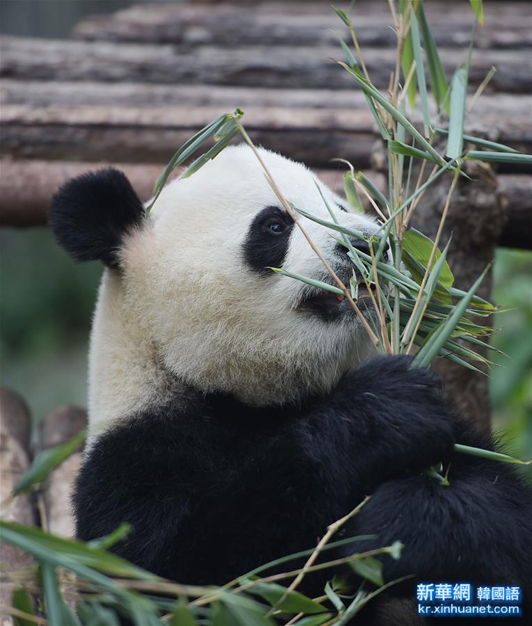 （生态）（3）四川人工圈养大熊猫总数已上升至364只