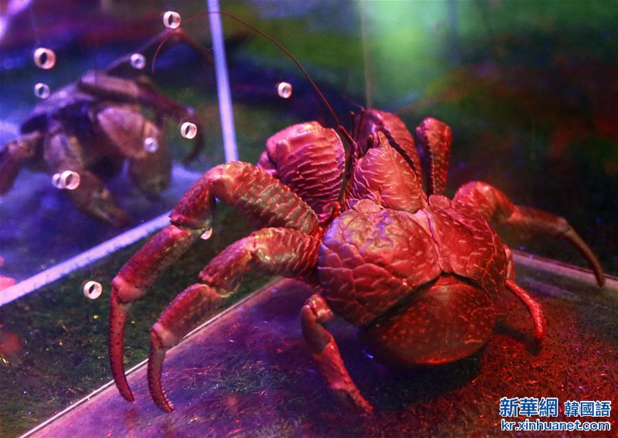 （社会）（5）世界海洋日：“虾兵蟹将”齐聚北京海洋馆