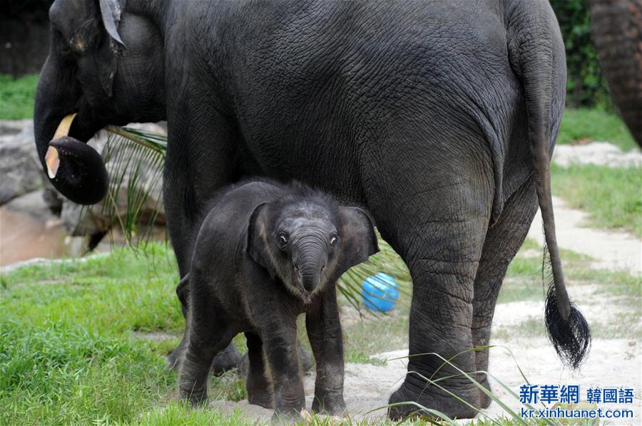 （國際）（1）新加坡夜間野生動物園新生小象首次亮相