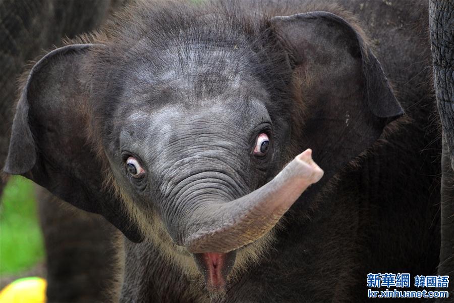 （国际）（2）新加坡夜间野生动物园新生小象首次亮相