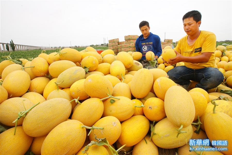 #（农业）（1）新疆哈密的甜瓜熟了