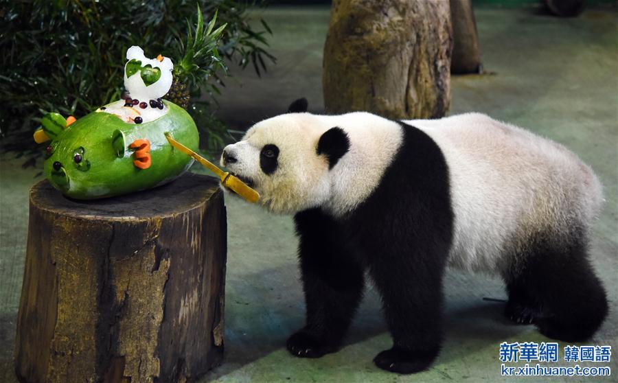 #（社会）（1）大熊猫“圆仔”品尝生日蛋糕