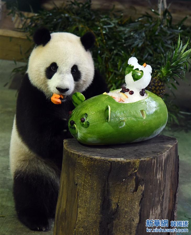 #（社会）（2）大熊猫“圆仔”品尝生日蛋糕