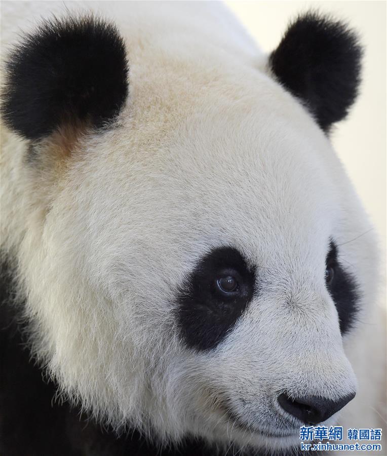 （社会）（3）走进“熊猫养老院”