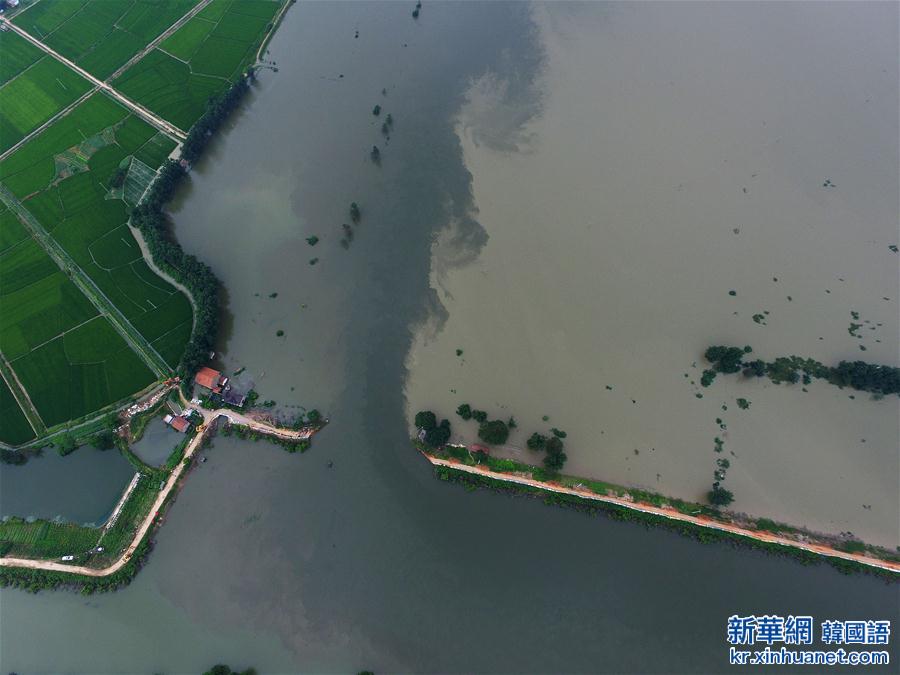 （抗洪救灾）（1）湖北黄梅县考田河堤出现溃口 数千人紧急转移