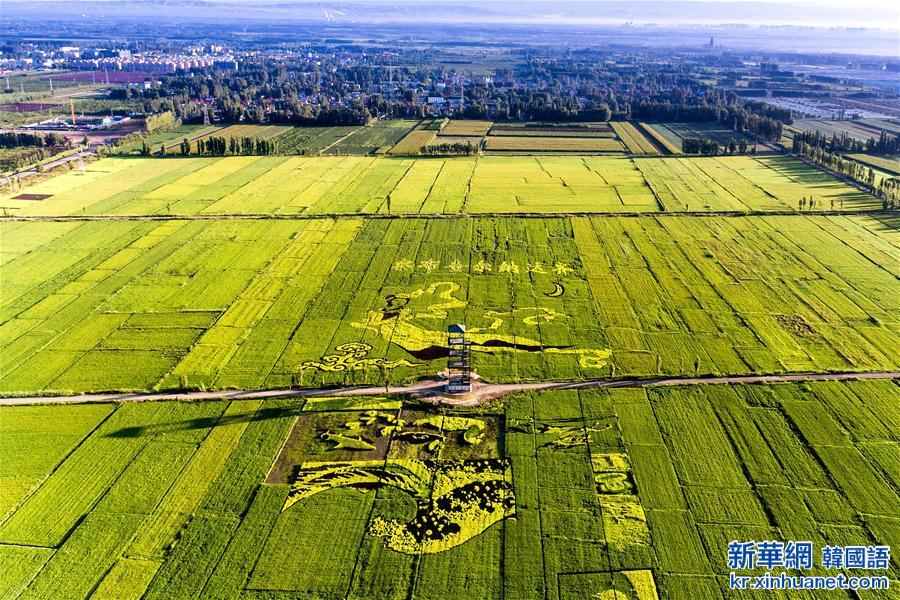 #（晚报）（1）巨幅稻田画亮相新疆伊犁