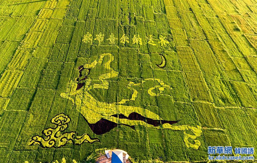 #（晚报）（2）巨幅稻田画亮相新疆伊犁