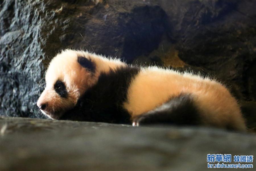 （国际）（2）比利时出生的大熊猫宝宝亮相动物园