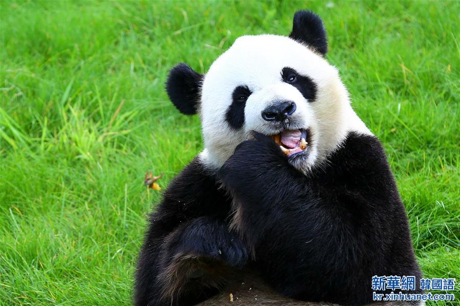 （国际）（4）比利时出生的大熊猫宝宝亮相动物园