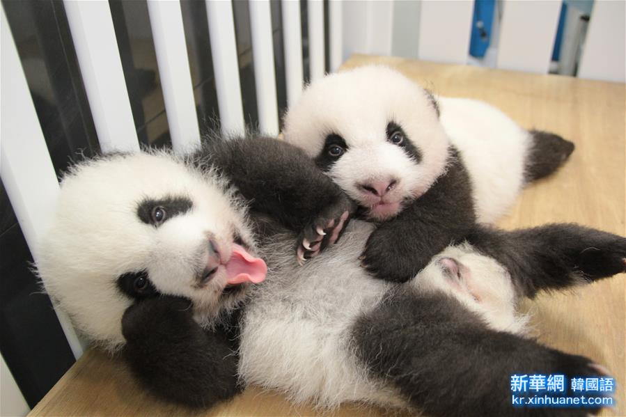 （XHDW）（1）澳门大熊猫双胞胎获名“健健”“康康”
