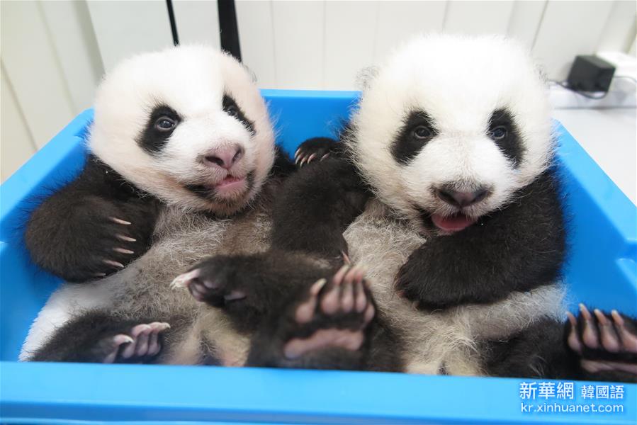 （XHDW）（2）澳門大熊貓雙胞胎獲名“健健”“康康”