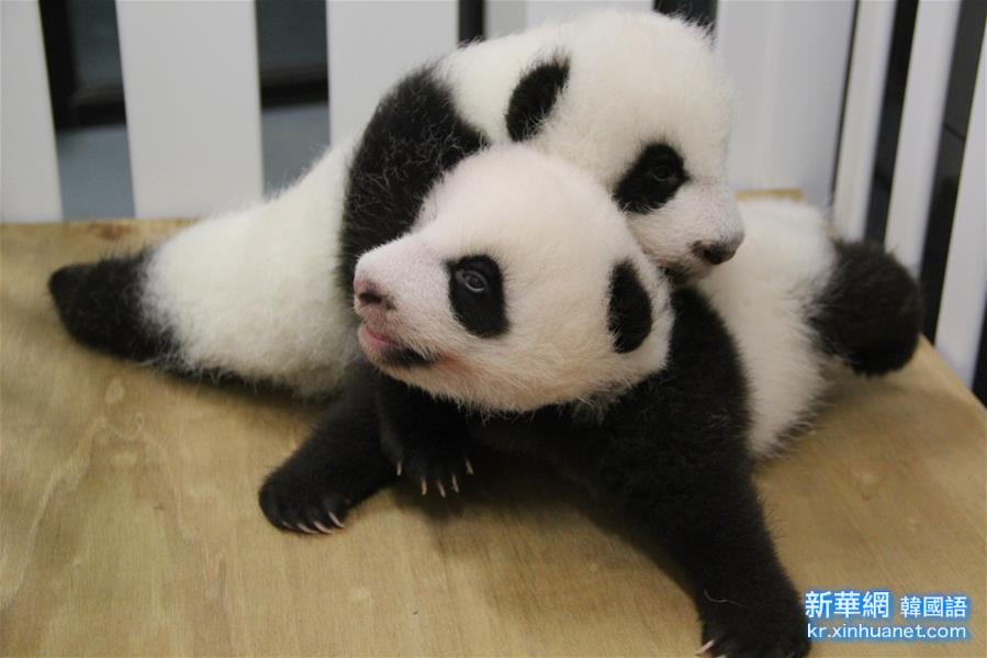 （XHDW）（3）澳门大熊猫双胞胎获名“健健”“康康”