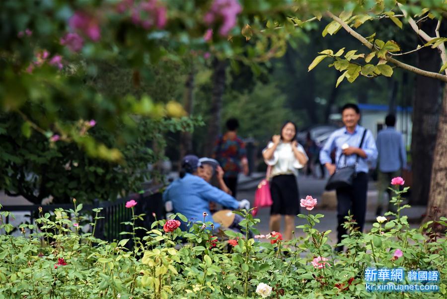 （社会）（3）北京：鲜花装点长安街