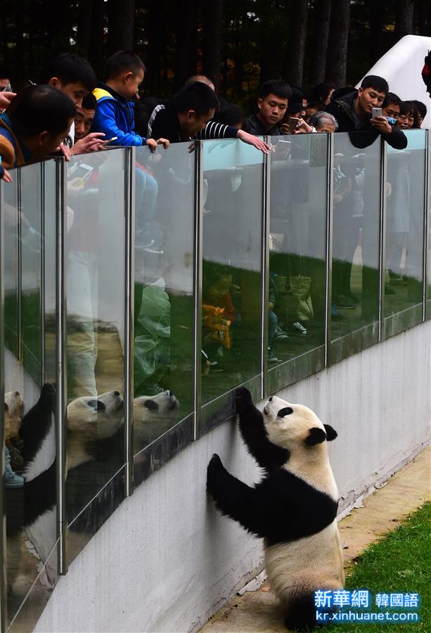 （社会）（1）大熊猫“卖萌”度国庆
