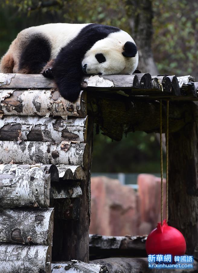 （社会）（2）大熊猫“卖萌”度国庆